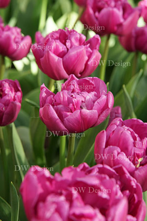 tulip double flag